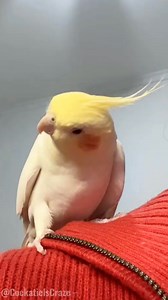 33K views · 1.7K reactions | Enjoy this cute songs mix! Perfect for cockatiel lovers! 列殺 #cockatielscraze #FeatheredCompanions #cutealert #birdsinging #vibrantbirds #cutebirds #cutepetstrending #CockatielsCraze #cockatiel | Cockatiels Craze | Facebook