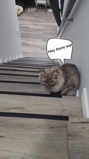 Can We Be Best Friends Forever? Adorable Cat Moments