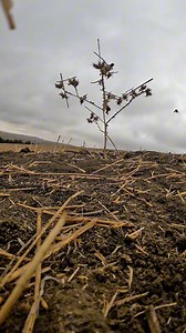 Birds trap by nets | Birdsy