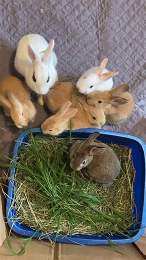 🥕Rabbits aren’t like dogs or cats when it comes to eating — their digestive systems are built for constant nibbling! 🐰 Their bodies need a steady flow of fiber to keep things moving smoothly and prevent dangerous digestive slowdowns. If a rabbit stops eating even for a few hours, it can cause gastrointestinal stasis — a painful, life-threatening condition where their digestive system slows or stops completely. 🚫 That’s why bunnies should never be fasted before surgery. Unlike other animals, t