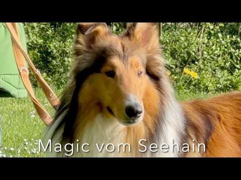 Magic vom Seehain – FCI breeding test in Switzerland with conformation and mental evaluation test