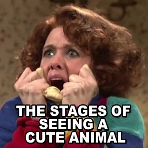 2.5M views · 17K shares | The Stages Of Seeing A Cute Animal | BuzzFeed | Facebook