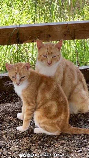 This love between two feral cats is just SO beautiful 💕😭 See what happens next on our rescue livestream: TinyKittens.com/live Cerritos and Cloverly are two feral cats who love each other sooo much. One day, we found Cerritos critically injured, and trapped him so we could try to save his life. We couldn't take Cloverly with him, because he was too severely injured and needed intensive care. After 78 days, he began the final stage of his recovery, and we hoped he would get a little boost from h