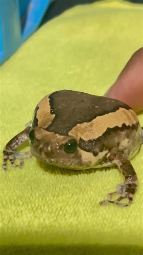 #funny #frog #remix #music #dj #automobile #song #cat #lifeisbutadream #insects #musicvideo