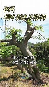 팽나무, 지금이 가장 중요한 시기입니다.