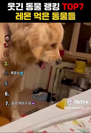 웃긴 동물 영상 모음 TOP7: 고양이와 강아지의 귀여운 순간들