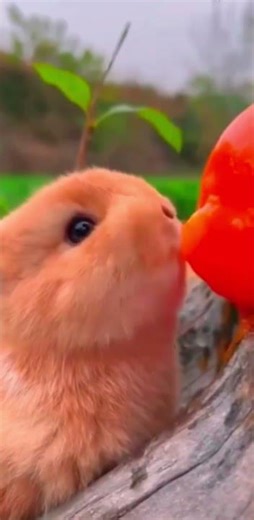 Cute Animals Eating 🐾 | Funny Animal Sounds 😂