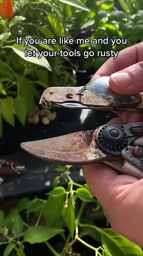 125K views · 2.6K reactions | If you have let your tools go rusty (like me) here is how you can easily remove surface rust. #DIY #LearnOnTikTok #Li #garden #gardening #gardenlife #gardendesign #gardeningtips #gardeninspiration #garden #gardens #gardener #gardenlove #gardeninglife #gardening #gardenideas #gardenlover | Garden knowledge's Joes | Facebook