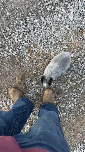 Rocky Creek Cattle Farm (@rockycreekcattlefarm)’s video of blue heeler dog
