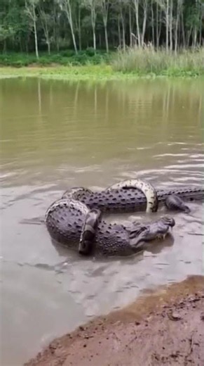 Giant Python Attacks Crocodile in River | Crocodile Fights for Survival