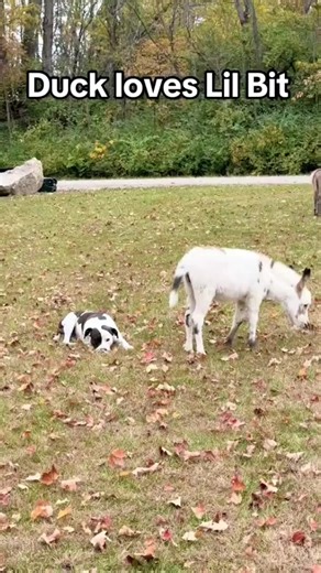 Duck gets baby donkey kisses❤️ Mc | bonitafarm