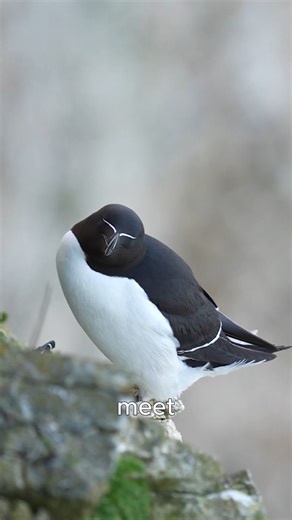 Animal doozy | 🐦 What if penguins could fly? Meet the razorbill — a bird dressed in a tuxedo that can soar through the skies AND dive over 300 feet... | Instagram