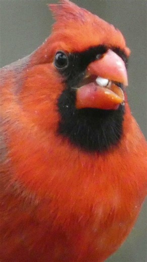 Northern Cardinal Behavior Explained (Territory, Calls & Movement)