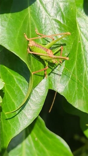 A male Speckled Bush Cricket chilling on an Ivy leaf #cricket #ivy