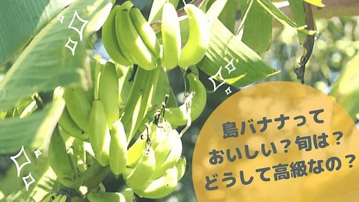 沖縄産、希少な島バナナはいつが旬？どんな味？実際の収穫方法や高級な理由も詳しくご紹介！ | ていさん家の島ぐらし / 沖縄西表島情報！