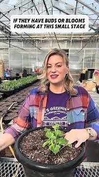 Calliope® Large Dark Salmon Geranium Planter Tutorial