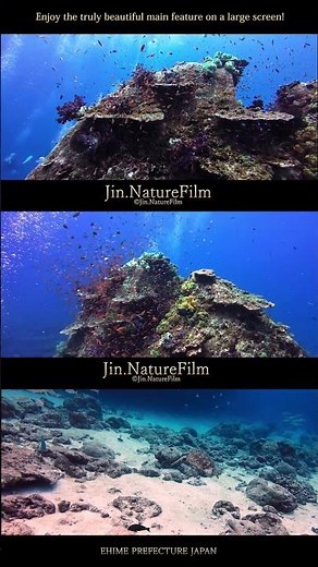 沖縄 サンゴと魚達 4K
