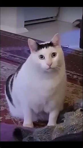 Huh cat original 💯 #shorts #meme #memeshort #funnycat #cathuh