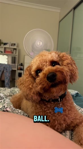 🐾 Mushu like … His Corn, A Stick, The Park, Foodies, Cheese?! 🐶 #fyp #poodles #cavoodle #puppiesoftiktok #puppies