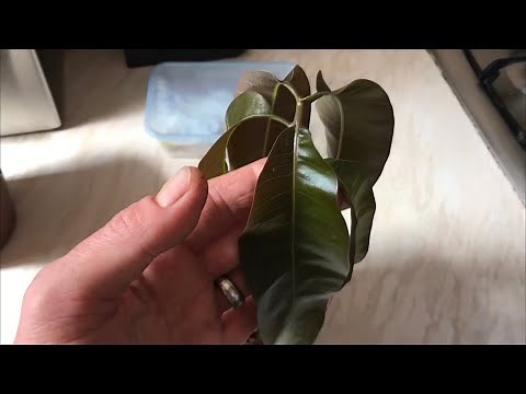Growing mango trees from seed UK | Germinating mango pits