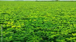 "Experience the mesmerizing life cycle of peanuts in this immersive video. From planting to harvesting, delve into the world of peanut cultivation and discover nature's remarkable process." Stock Video