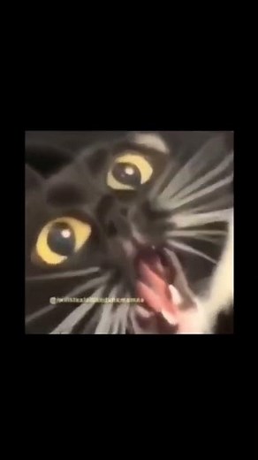 Distorted cat meowing
