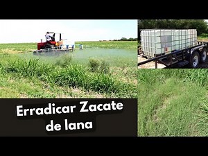 Erradicar el Zacate de raíz. Aplicación de Herbicida