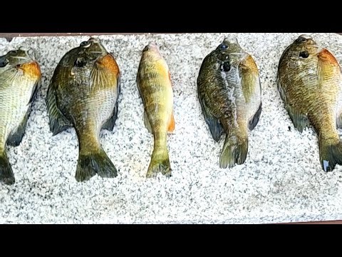 The Fishless Fishermen is live! Clean and Cook Deep Fried Bluegill Live!!!!