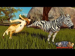 Lion Pride Caught Off Guard by a Fearless Zebra! | ROBLOX Savannah Life