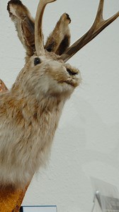 JUMP into history at the Wyoming Pioneer Memorial Museum in Douglas—located on the Wyoming State Fairgrounds—where you can explore everything from the legend of Douglas’ famous jackalope to stories from Wyoming’s rich past. It’s the perfect stop for a cozy winter outing or a summer day adventure—free admission (donations welcome) and full of surprises. #DouglasWY #JackalopeCapital #WyomingHistory | Converse County Tourism