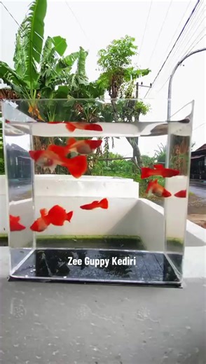 Albino Koi Red Ear (AKRE) #fyp #masukberanda #guppyfish #guppyindonesia #fyppppppppppppppppppppppp