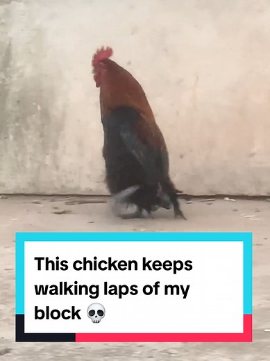 Curious Chicken Walking Laps Around My Block