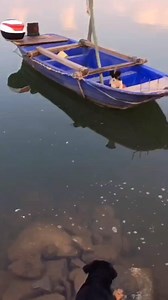 Adorable dog helps friend get off a boat 😍 | Newsflare