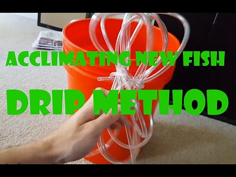 How to Drip Acclimate Fish