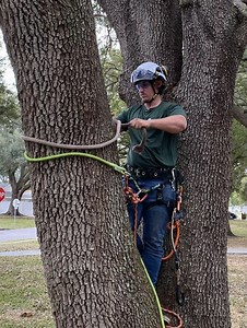 About O'Neil's Tree Service | Clearwater & Tampa Bay Tree Care Experts
