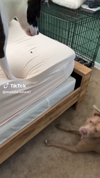 Effective Stink Bug Extermination with Dogs