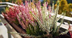 Quand planter de la bruyère ?