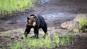Group petitions Wyoming governor to put off grizzly hunt