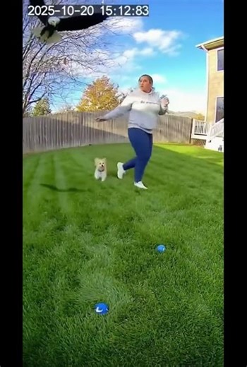 A hawk attacked a dog