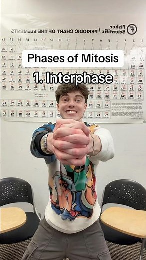 Phases of Mitosis ￼🧫
