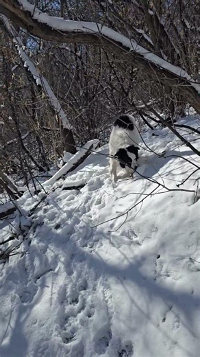 1. Thursday Mar 26 pack walk with Milo, Chewy, Isla, Revy, Maya, Nova & Rue 🐶🐾🐕