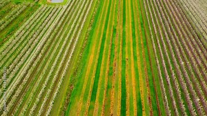 Flight over Apple tree fields in the marshlands of Altes Land Hamburg - aerial photography