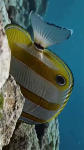 TV version Copperband Butterfly fish facts