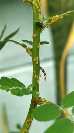 Yellow aphids are swarming on the plant (part 2) #aphids #insects #animals #shorts