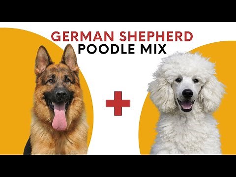German Shepherd Poodle Mix aka the Shepadoodle
