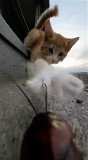 Day 7 – A Kitten Jumped Out and Nearly Took Us Both Down | Cockroach Survival Challenge