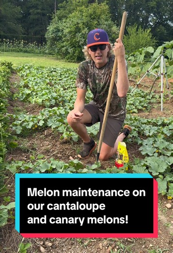 Melon Maintenance to Prevent Blossom End Rot