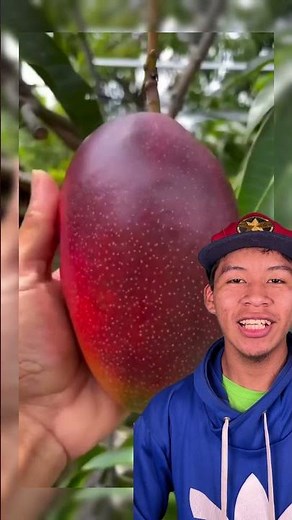 Haden or red mango #plantations #agriculture #fruits