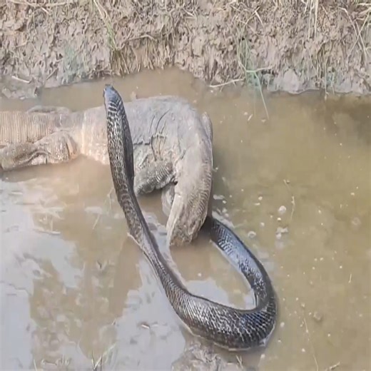 15K views · 156 reactions | Cobra vs komodo | Kingdom Animalia | Facebook