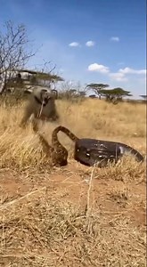 🔥🐍Baboon vs. Python:Life-or-Death Fight!The Great Escape from a Giant Snake on the Savannah #shorts